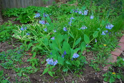 virginia bluebell-apr09-5.JPG